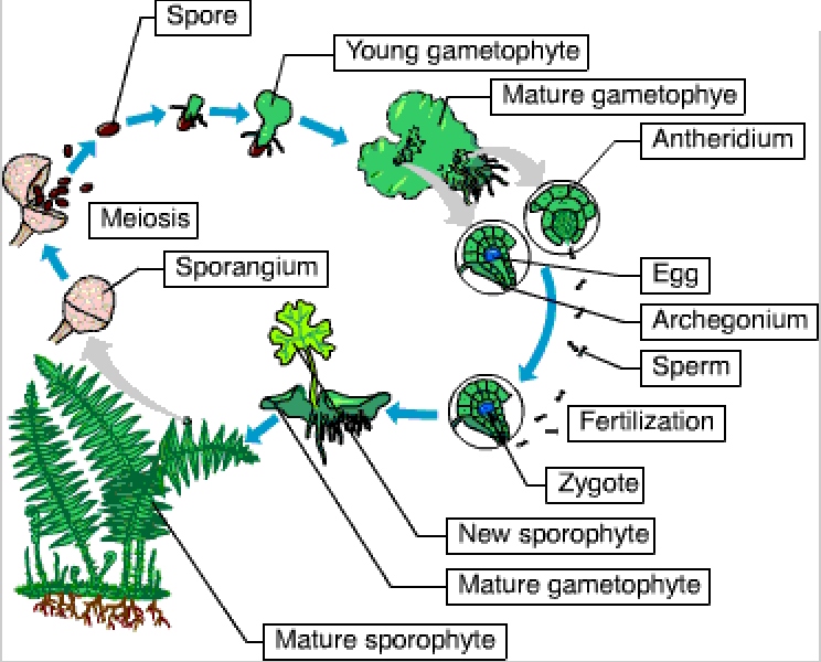 Chapter 29: Plant Diversity I: How Plants Colonized Land